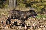 BOUVIER DES ARDENNES 296